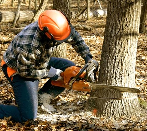 Tree Removal in Grant Park, IL